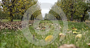 landscape of an apple orchard during fall season