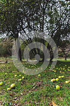 Landscape of Apples fallen on the grass and apple tree in the back, Montseny, Catalonia, Spain. Fall season