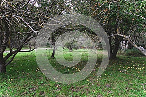 Landscape of Apples fallen on the grass and apple trees in the back, Montseny, Catalonia, Spain. Fall season