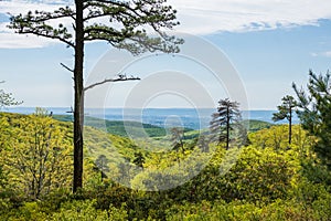 Landscape of The area around Long Pine Reservoir in Michaux Stat