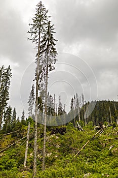 Landscape with the area deforested