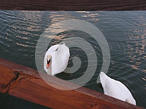 Swan Lake.Swan white.