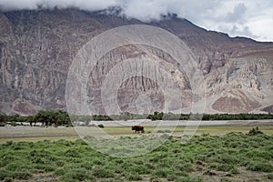 Landscape around Nubra Valley in Ladakh, India