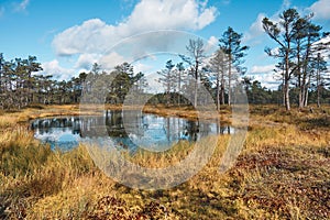 The Landscape around Viru bog, Lahemaa National Park, Estonia