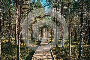 The Landscape around Viru bog, Lahemaa National Park, Estonia