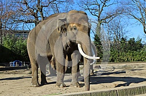 Landscape with Asian Elephant