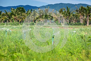 Landscape of Asparagus garden with water sprinkler system