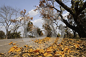 Landscape of the asphalt road and palash tree with full of beautiful  orange flower tree