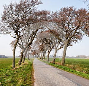 Landscape of an asphalt road with trees growing and following the wind direction in the countryside. Roadway leading to
