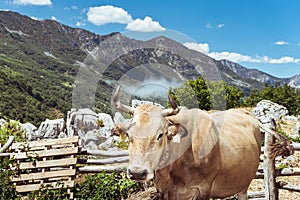 Landscape of the Asturian mountain pass of San Isidro.In the photograph you can see in the foreground a typical brown cow of the