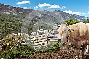 Landscape of the Asturian mountain pass of San Isidro in Spain.In the photograph you can see in the foreground a typical local cow