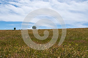 Landscape of the Aubrac plateau, Aveyron, France photo