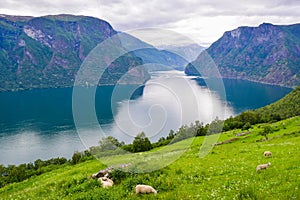 The landscape of Aurlandsfjord in Norway