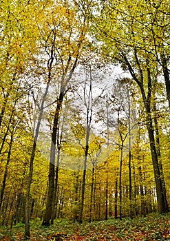 Autumn colored beech trees