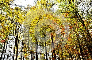 Autumn colored beech trees