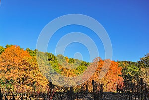 Landscape in autumn colors, forest near Seguret, France