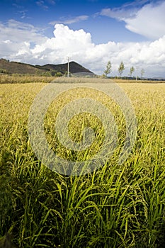 Landscape of autumn farmland