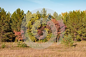 Landscape of autumn forest of coniferous and deciduous trees against the blue sky bottom, yellow grass, red and yellow leaves