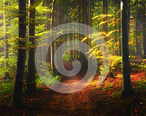 Landscape in Autumn forest, hiking in the mountains