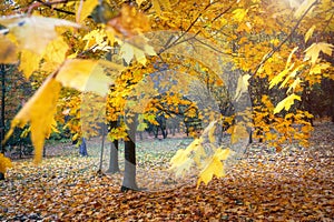 Landscape of autumn leaf fall colorful
