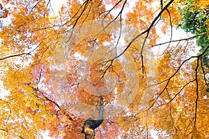 Landscape of Autumn Maple trees in Japan