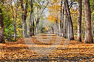 Landscape in autumn park