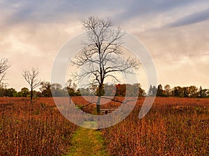 Landscape in autumn: Prairie transformed for winter with bare tree and red and orange grass and plant stems