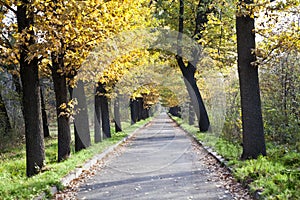 Landscape autumn road park forest