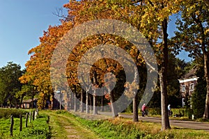 Landscape in autumn of a road with trees