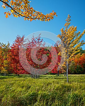 Landscape of an autumn scene