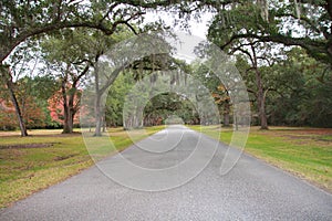 Landscape autumn spanish moss