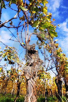 Landscape with autumn vineyard after harvest