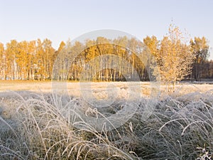 Landscape with an autumn wood in the first frosty morning