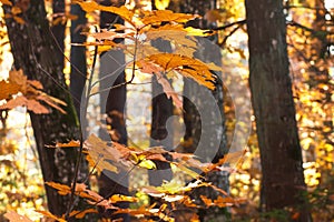 Landscape of autumn woods. Closeup view of yellow leaves. Dark trunks of trees