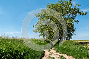 Landscape of Auvers-sur-Oise fields