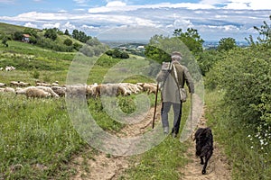 Landscape back view of an old shepherd and a dog walking toward his sheep in a countryside