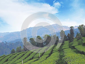 Landscape background of green tea farm on the mountain