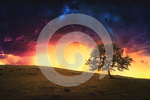 Landscape of lonely tree on hill with dramatic sky