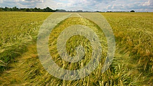 Landscape background of wheat field