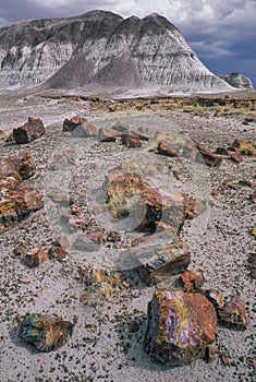 Petrified Forest National Park