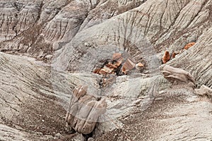 Petrified Forest National Park