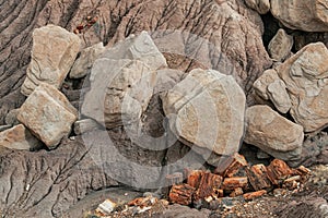 Petrified Forest National Park