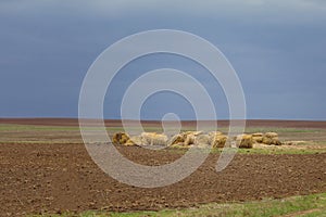 Landscape, bales of straw in field