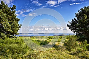 Landscape the Baltic Sea between two trees, on the island Hiddensee. Panorama of Hiddensee