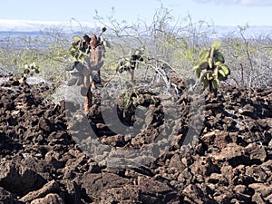 The landscape on the Baltra island is made up of lava stones, Galapagos, Ecuador photo