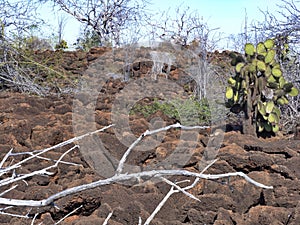 The landscape on the Baltra island is made up of lava stones, Galapagos, Ecuador photo