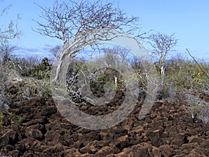 The landscape on the Baltra island is made up of lava stones, Galapagos, Ecuador photo