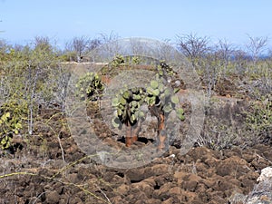 The landscape on the Baltra island is made up of lava stones, Galapagos, Ecuador photo
