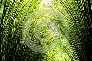 Landscape of bamboo tree in tropical rainforest