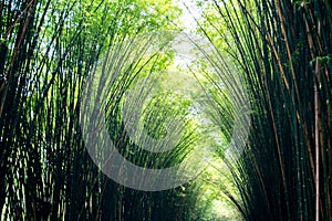 Landscape of bamboo tree in tropical rainforest